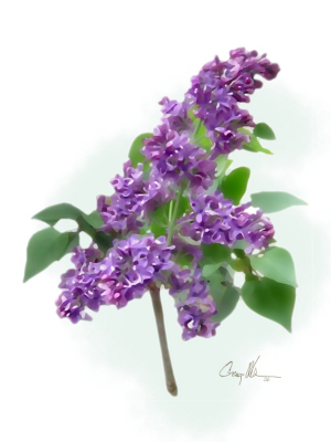 Old Fashioned Lilac